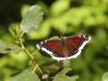 Mourning Cloak Butterfly - Nymphalis antiopa