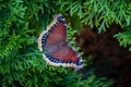 Mourning Cloak Butterfly (Nymphalis antiopa)