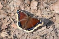 Mourning Cloak Butterfly - Nymphalis Antiopa