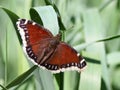 Mourning Cloak Butterfly