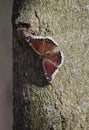 Mourning Cloak Butterfly on a Tree Trunk