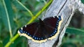 Mourning cloak, Camberwell Beauty or Nymphalis antiopa close-up, selective focus, shallow DOF