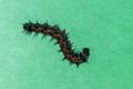 Mourning Cloak caterpillar on green background Royalty Free Stock Photo