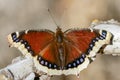 Mourning Cloak Butterfly