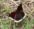 Mourning Cloak Or Nymphalis Antiopa Butterfly