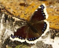 Mourning cloak (Nymphalis antiopa) butterfly resting on a tree stump Royalty Free Stock Photo