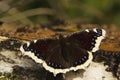 Mourning cloak (Nymphalis antiopa) butterfly resting on a tree stump Royalty Free Stock Photo