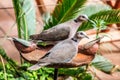 Mourning collared dove couple sitting on bird bath