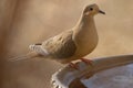 Mourning Dove Royalty Free Stock Photo