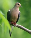 Mourning dove Royalty Free Stock Photo