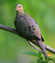 Mourning dove