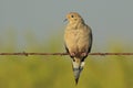 Mourning Dove Royalty Free Stock Photo