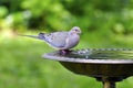 Mourning Dove Royalty Free Stock Photo