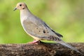 Mourning Dove Royalty Free Stock Photo