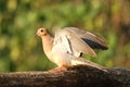 Mourning Dove Royalty Free Stock Photo