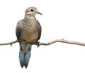 Mourning Dove Royalty Free Stock Photo