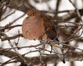 Mourning dove