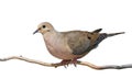 Mourning Dove Rises Royalty Free Stock Photo