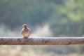 Mourning dove Bird, Turtle dove Bird, Rock dove, Rock pigeon Royalty Free Stock Photo