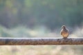 Mourning dove Bird, Turtle dove Bird, Rock dove, Rock pigeon Royalty Free Stock Photo