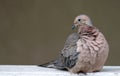 Mourning Dove bird wildlife and nature