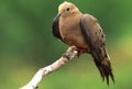 Mourning Dove on Branch Royalty Free Stock Photo