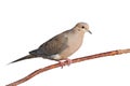 Mourning dove on a branch Royalty Free Stock Photo