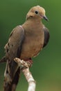 Mourning Dove on Branch Royalty Free Stock Photo