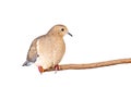 Mourning Dove on a Branch Royalty Free Stock Photo