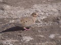 Mourning dove