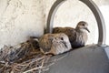 Mourning Dove Chicks on a Light