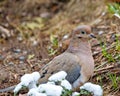 Mourning Dove Photo And Image. Dove Close-up Profile View Sitting On Ground With Snow On Foliage In Its Environment And Habitat