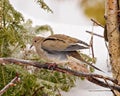 Mourning Dove Photo and Image. Dove close-up side view perched on a cedar tree branch with a blur background in its environment Royalty Free Stock Photo