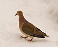 Mourning Dove Photo And Image. Dove Close-up View Standing On Snow With A White Background In Its Environment And Habitat