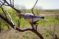 Mourning Dove Decoy on dead tree limb Royalty Free Stock Photo