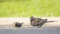 Mourning dove drinking and playing in the puddle Royalty Free Stock Photo