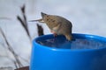 Mourning Dove Drowning Her Sorrows - Zenaida macroura