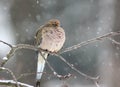 Mourning Dove with Falling Snow Royalty Free Stock Photo