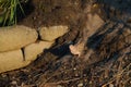 Mourning Dove feeding on river bank Royalty Free Stock Photo