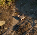 Mourning Dove feeding on river bank Royalty Free Stock Photo