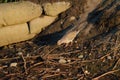 Mourning Dove feeding on river bank Royalty Free Stock Photo