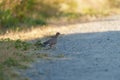 Mourning Dove feeding on river bank Royalty Free Stock Photo