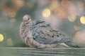 A mourning dove on the fence