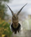 Mourning Dove on Final Approach