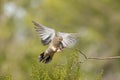 A mourning dove flies in towards a perch on a creosote branch Royalty Free Stock Photo