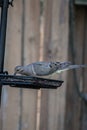 Mourning Dove Getting Food out of Bird Feeder