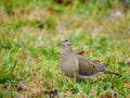 mourning dove on grass Royalty Free Stock Photo