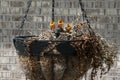 Mourning Dove Hatchlings in Nest