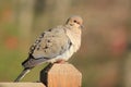 Mourning Dove