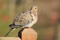 Mourning Dove Royalty Free Stock Photo